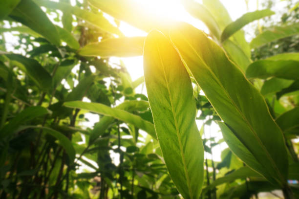 Closeup nature view of green leaf on blurred greenery background with yellow sunlight. Selective Focus.