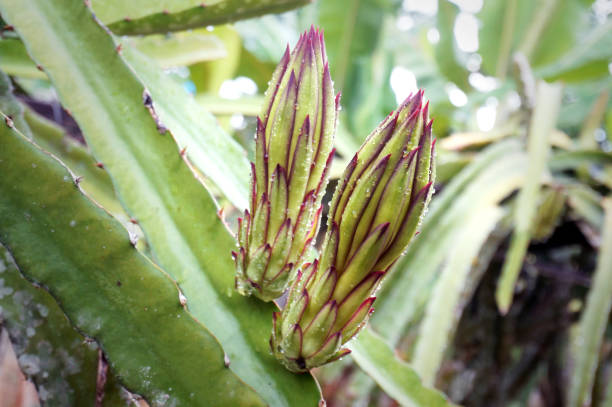 istock Dragon fruit flower in the garden. 1441700975