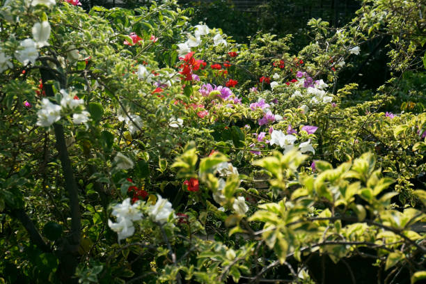 Bougainvilliea flowers in the garden. Selective Focus. Bougainvilliea flowers in the garden. Selective Focus. karman stock pictures, royalty-free photos & images