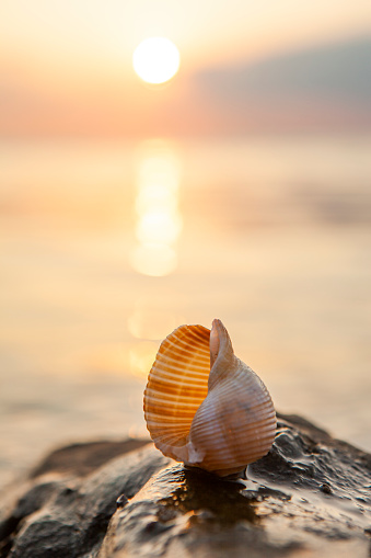 Stock photo showing close-up view of a pile of seashells and starfish on the sand on a sunny, golden beach with sea at low tide in the background. Summer holiday and tourism concept.