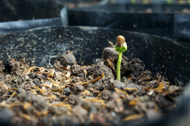 istock Water spinach sprouts and Germination of spinach in polybag. Selective focus. 1441702557
