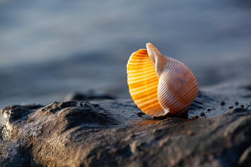 Beatiful seashell under the sun set light, behind the ocean with sun reflection