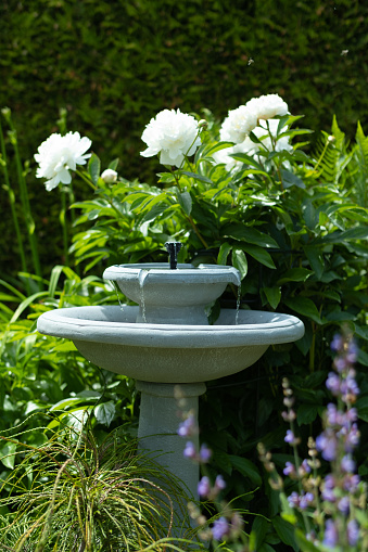 A small fountain in the garden splashes. An oasis of peace with green grass, a hedge and blooming flowers.