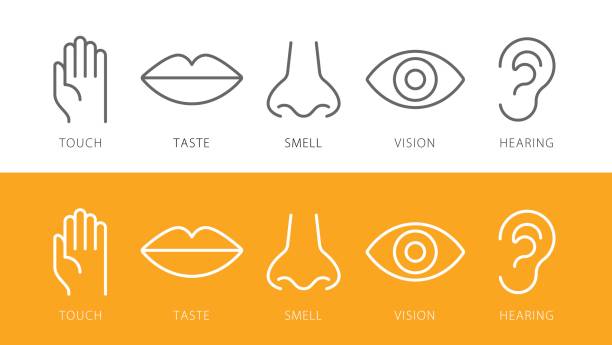 ilustraciones, imágenes clip art, dibujos animados e iconos de stock de cinco sentidos la vista audiencia olfato tacto gusto iconos y símbolos - sensory perception