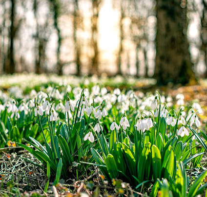 Spring Snowdrop Flowers with blurry morning sunlight Background,Beautiful Nature early Spring with White flowers of  Blurred Bokeh Lights with Copy Space background for your text