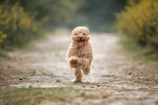 istock Six month old Cavapoo puppy dog in action and running 1441707506