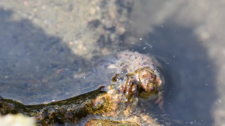 dragonfly larva comes out of the water