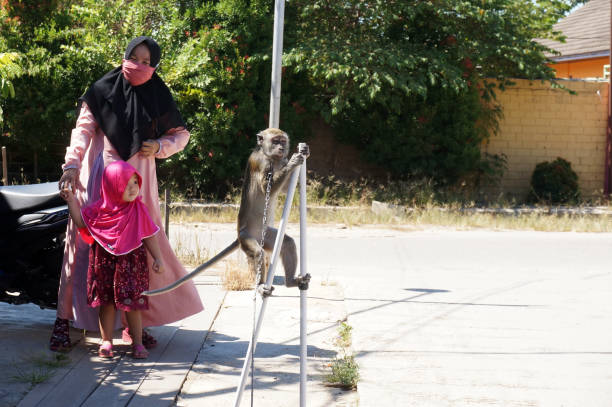 Sad monkeys behind bars in captivity