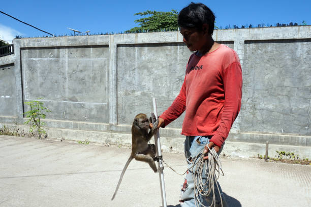 A macaque monkey who is trained for street performances Sangatta, East Kalimantan/Indonesia-16 April 2020: A macaque monkey who is trained for street performances, known as "topeng monyet", is chained to a wall to be trained karman stock pictures, royalty-free photos & images