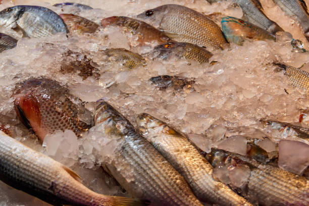 istock Different fresh raw fish at fish market 1441709524