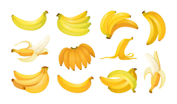 바나나 세트. 전체 및 껍질 열대 과일, 노란색 과일 무리. 컬러 음식 그리기, 잘 익은 식물, 간단한 열대 채식 간식, 요리 재료. 벡터 만화 고립 된 그림 - banana bunch yellow healthy lifestyle stock illustrations