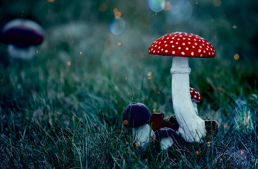 Fly agaric mushrooms are fabulous. Mushrooms grow in a fabulous dark mystical forest.