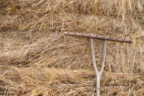 istock A vintage rake lies on the straw. Rustic background with straw. 1441710908