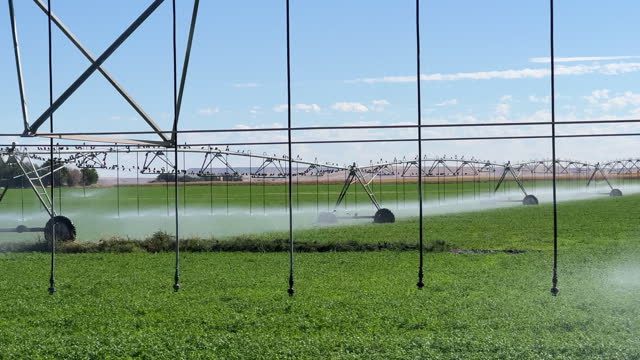 Trucking Shot of a Flock of Birds Sitting on Sprinklers/Commercial Irrigation System that is Watering a Field of Alfalfa on a Sunny Day in King Hill, Idaho in Elmore County with Birds Flying