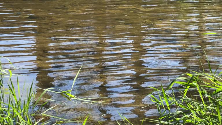 Water Rippling in the Boise River Just Outside of Boise, Idaho on a Sunny Day