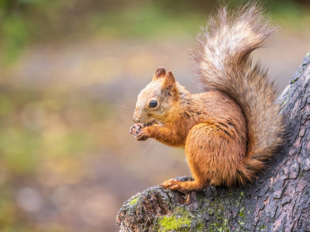 istock The squirrel with nut sits on tree in the autumn. Eurasian red squirrel, Sciurus vulgaris. 1441711253