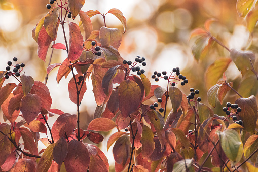 Cornus sanguinea, the common dogwood shrub branches with black berries and red leaves. Autumn botany with blurred background