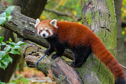 Red Panda in a Tree, Red Panda On Tree Trunk In Forest, Beautiful red panda,