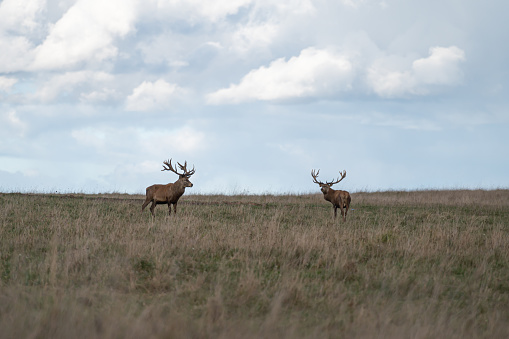 Red deer with large antlers during rutting season on the grassland in autumn. Cervus elaphus