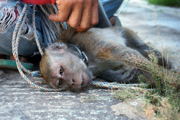 A macaque monkey who is trained for street performances A macaque monkey who is trained for street performances, known as "topeng monyet", is chained to a wall to be trained karman stock pictures, royalty-free photos & images