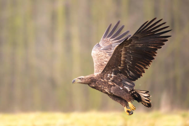 istock Majestic predator White-tailed eagle, Haliaeetus albicilla in Poland wild nature 1441713028