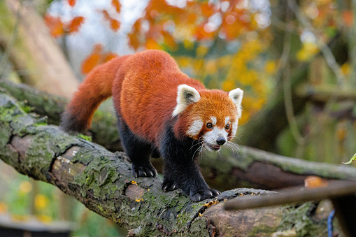 Red Panda in a Tree, Red Panda On Tree Trunk In Forest, Beautiful red panda,