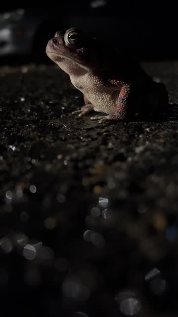 Vertical Video of a Toad Breathing while Sitting on Pavement at Night