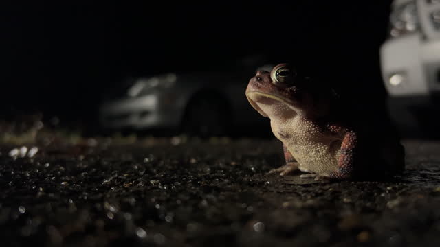 A Toad Breathes while Sitting on Pavement in Front of Several Vehicles at Night