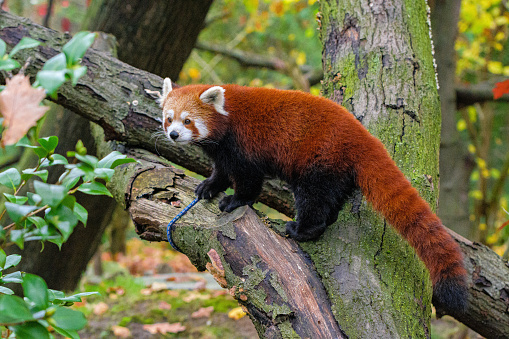 Red Panda in a Tree, Red Panda On Tree Trunk In Forest, Beautiful red panda,