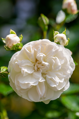 Beautiful white rose bloom in the garden