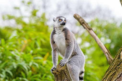 Ring Tailed Lemur in a tree, ring tailed lemur on branch of tree,