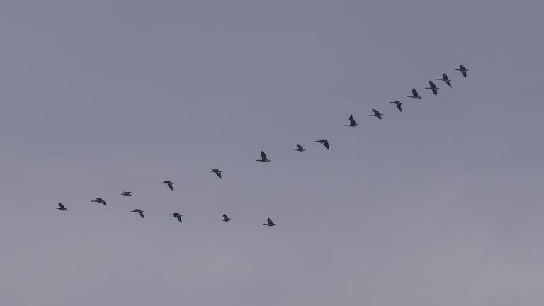 Some Loons from Canada migrating to Mexico's Baja Peninsula A V formation a symmetric flight formation of flights of geese, swans, ducks, and other migratory birds, improving their energy.