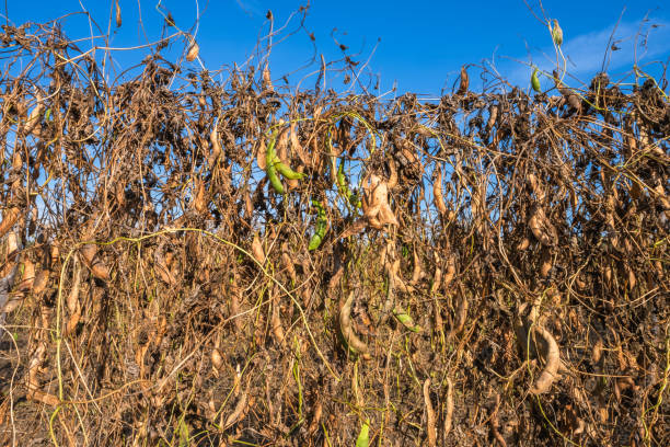 istock Organic beans cultivation, ripe legume before harvest 1441718013