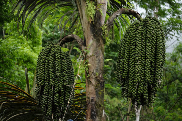 istock Enau or Aren (Arenga Pinnata) trees with thick fruit 1441719065