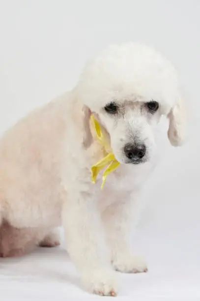 Sad not happy white poodle after grooming isolated