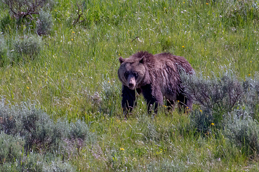 Grizzly bear looking for a meal beside the Yellowstone River in northwestern Wyoming in the Yellowstone National Park, USA.
