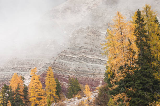 istock yellow larches from a forest in Dolomites area at fall 1441720810