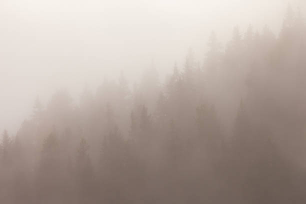 istock Low clouds in the forest at fall with yellow larches 1441722981