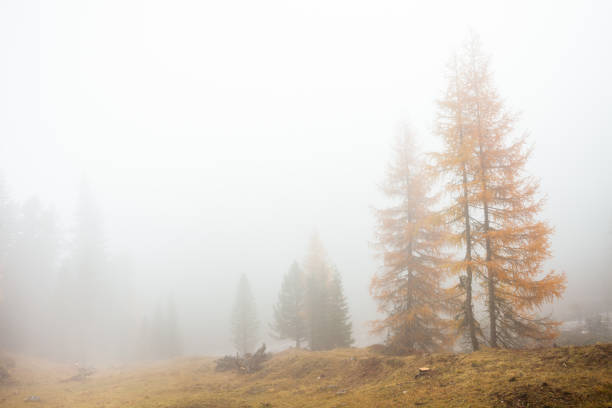 istock Low clouds in the forest at fall with yellow larches 1441723333