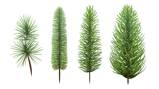 Spruce branch, isolated realistic decorative tree, Merry Christmas decor, pine illustration, firtree design.