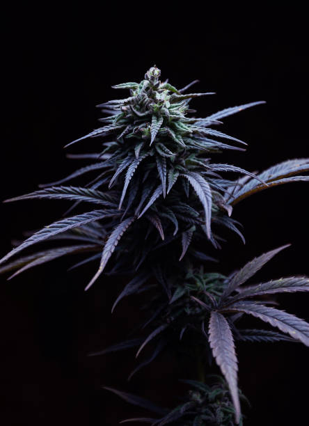istock cannabis plant on black background 1441724844