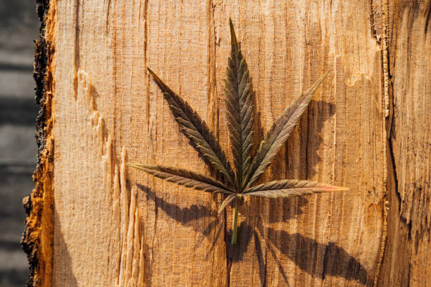 istock natural cannabis leaf force of nature 1441724859