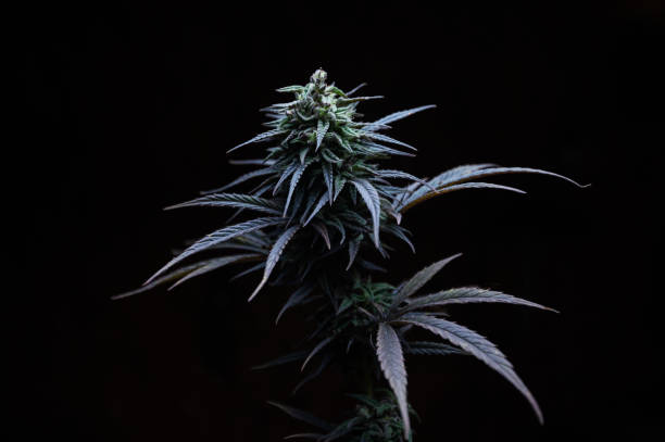 istock cannabis plant on black background 1441724880