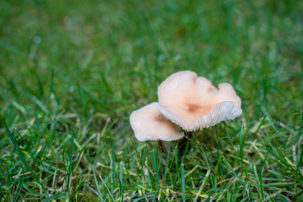 white mushrooms in the grass.Selective focus, blurred background, copy space.