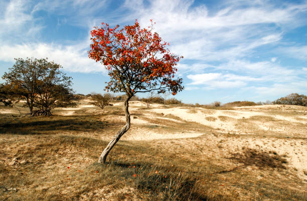 Common spindle in autumn colors