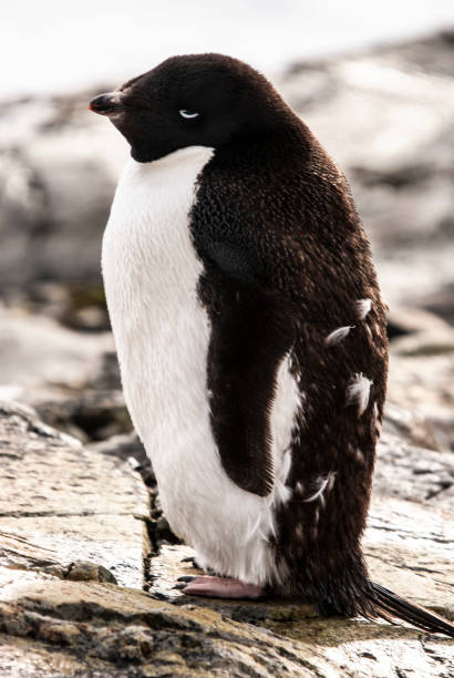 istock Young Adelie Penguin 1441727883