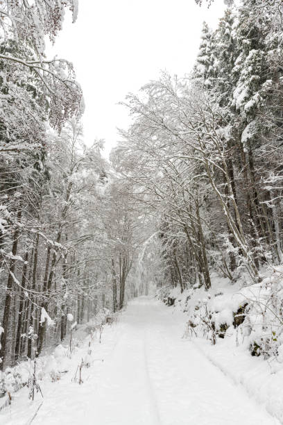 istock winter season with snow in the forest 1441728202