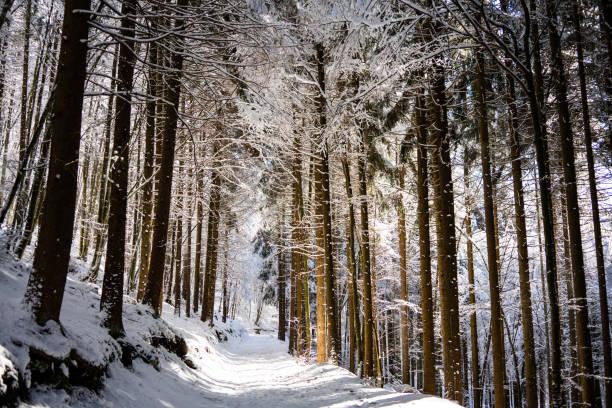 Into the magical winter forest covered by snow
