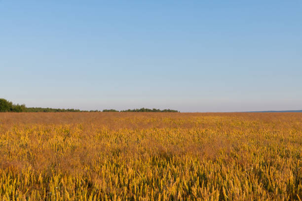 Side view of orange agricultural wheat field with ripe crop at sunrise. Golden hour. Selective focus. Copy space for your text. Agribusiness theme.