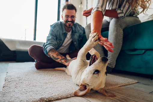 Happy couple in love petting their adopted dog at home. Positive delighted woman and man play with their pet dog in their apartment. Focus on a little golden labrador. Family and fun concept.